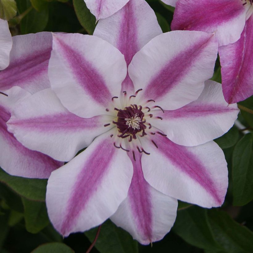 Clematis Souvenir du Capitaine Thuilleaux - Clematide (Fioritura)