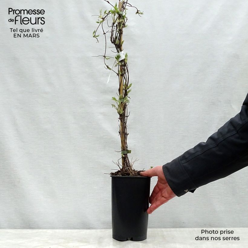 Example of Clematis Blue Dancer - Clematide Vaso da 2L/3L as you get in printemps