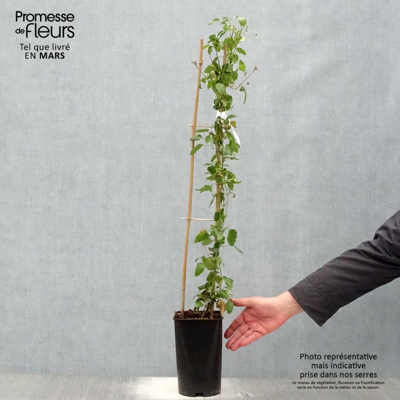 Example of Clematis cirrhosa Wisley Cream Vaso da 2L/3L as you get in printemps