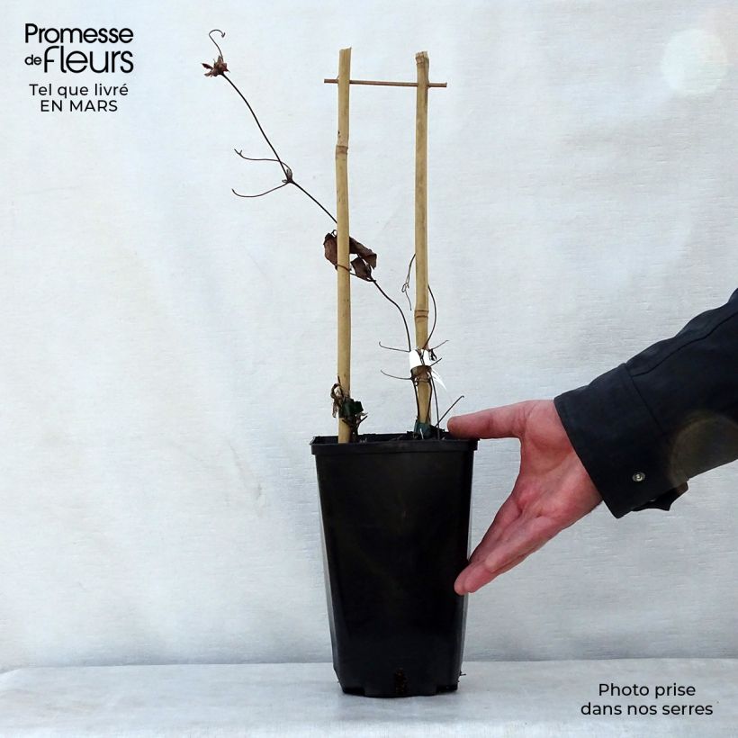 Clematis florida Utopia - Clematide Vaso da 2L/3L esemplare consegnato in primavera