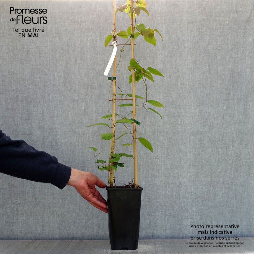 Clematis Guernsey Cream - Clematide Vaso da 2L/3L esemplare consegnato in primavera