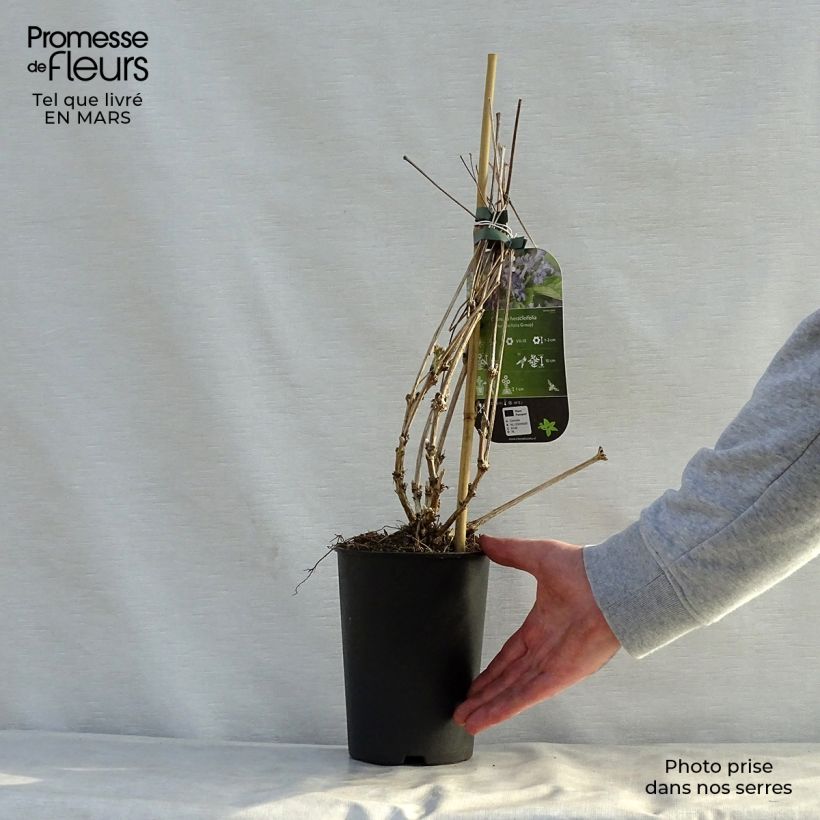 Example of Clematis heracleifolia - Clematide Vaso da 2L/3L as you get in printemps