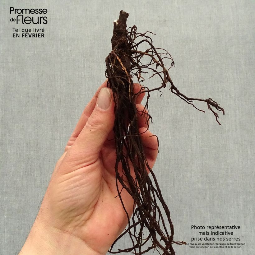 Clematis heracleifolia China Purple - Clematide Piante piccole a radice nuda esemplare consegnato in inverno