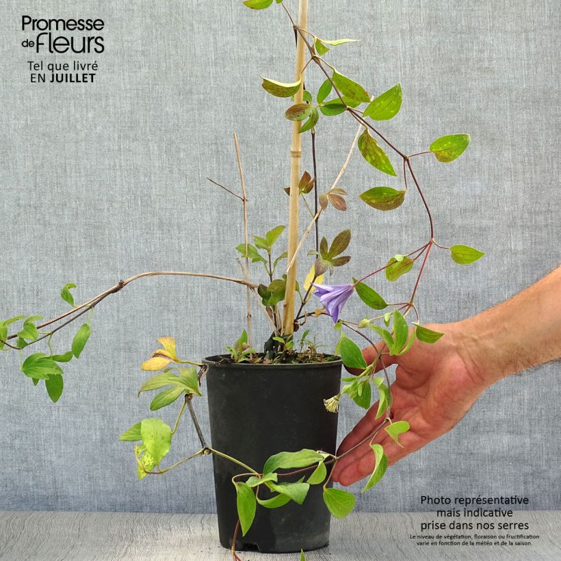 Esemplare di Clematis integrifolia Blue River - Clematide Vaso da 2L/3L consegnato in estate