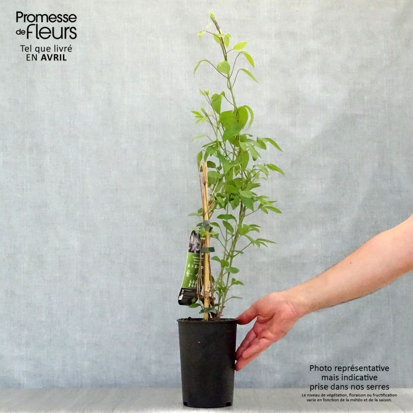 Clematis integrifolia Blue River - Clematide Vaso da 2L/3L esemplare consegnato in primavera