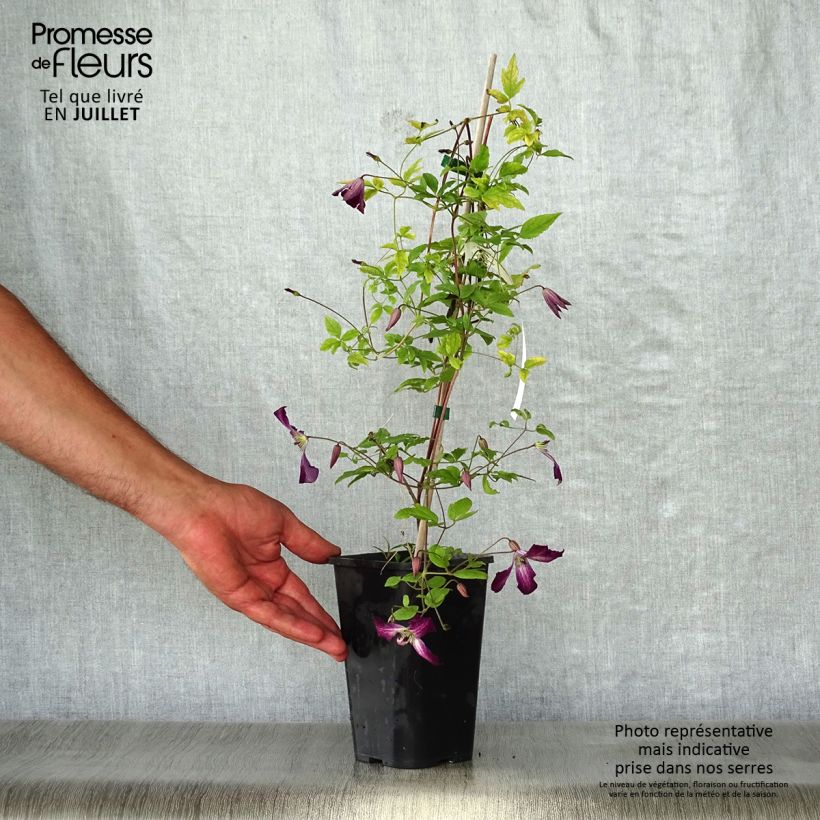 Esemplare di Clematis viticella Walemburg - Clematide Vaso da 1,5L/2L consegnato in estate