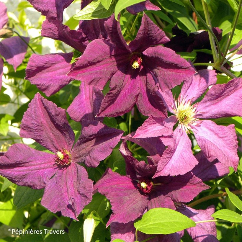 Clematis viticella Polish Spirit - Clematide (Flowering)