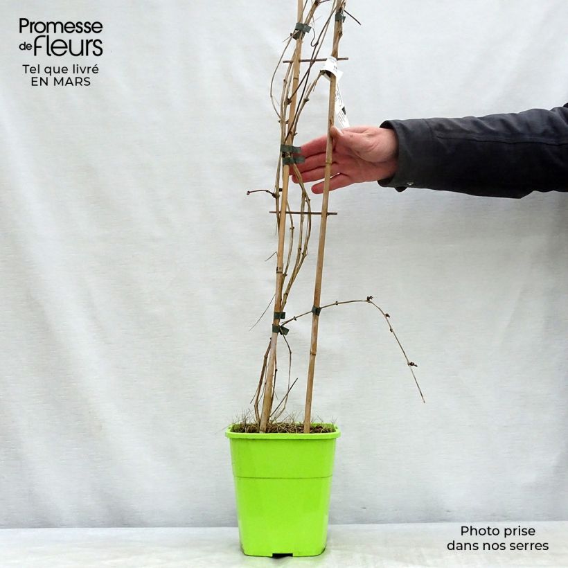 Clematis montana Double Delight - Clematide Vaso da 3L/4L esemplare consegnato in primavera