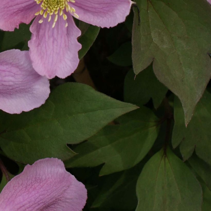 Clematis montana Tetrarose - Clematide (Foliage)