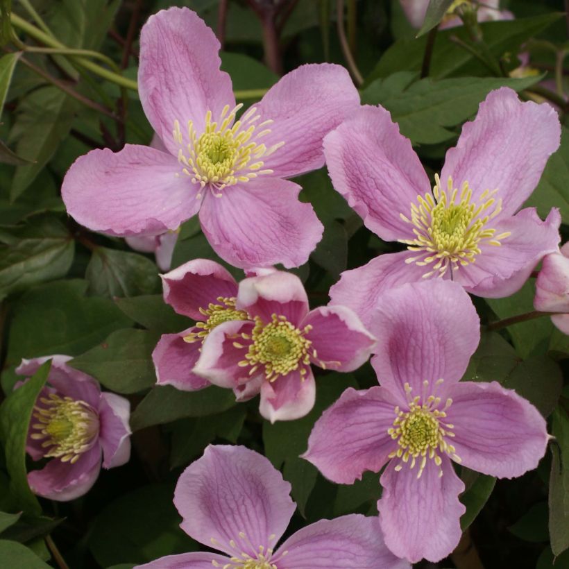 Clematis montana Tetrarose - Clematide (Flowering)