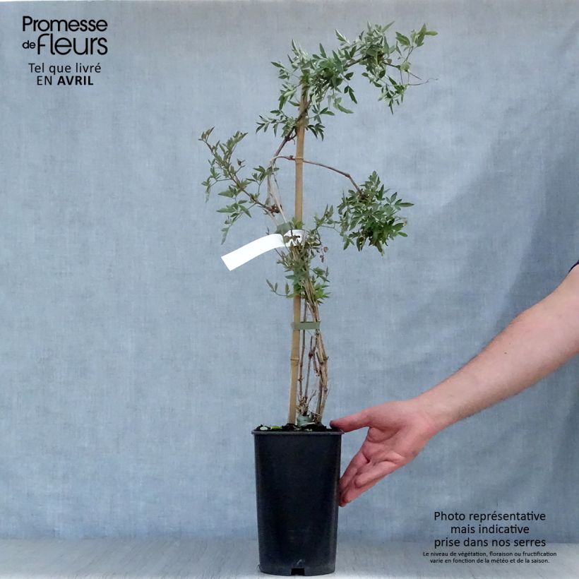 Clematis tangutica Red Ballon - Clematide Vaso da 2L/3L esemplare consegnato in primavera