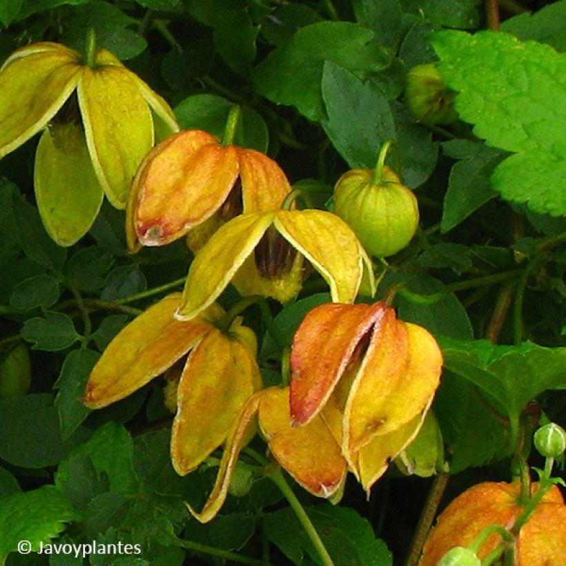 Clematis tangutica Red Ballon - Clematide (Fioritura)