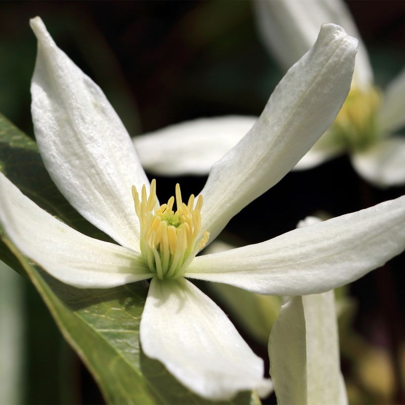 Clematis Southern Cross - Clematide (Fioritura)