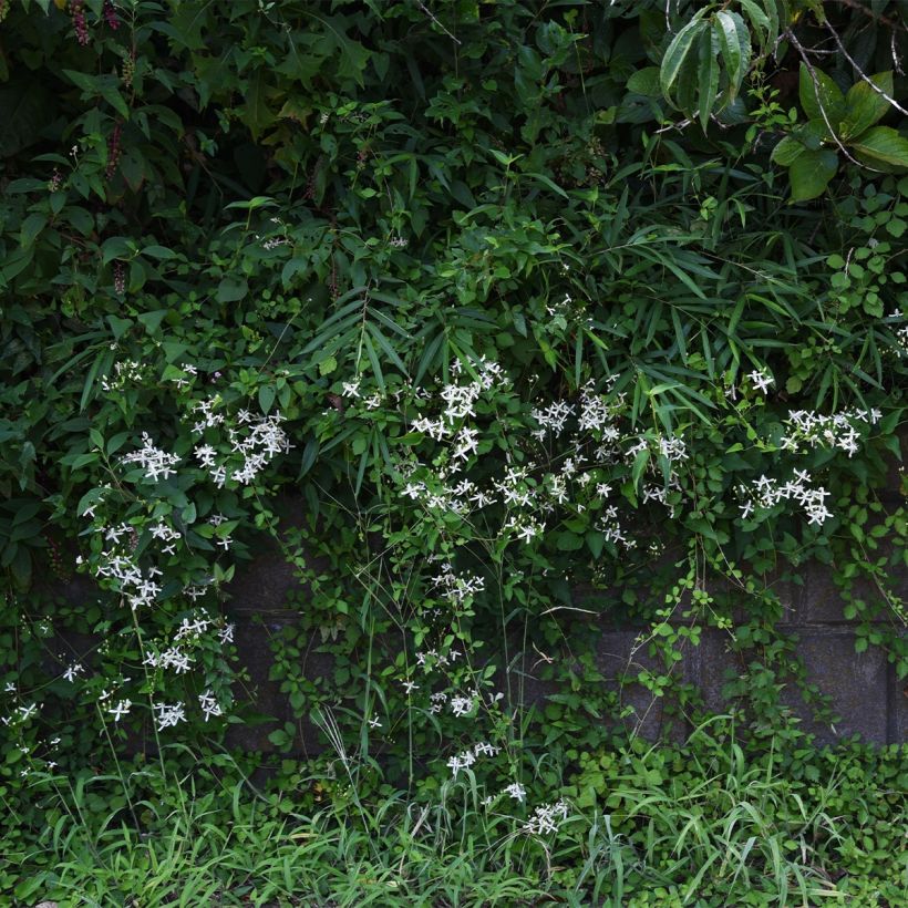 Clematis Southern Cross - Clematide (Porto)