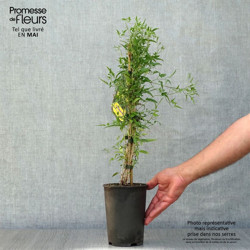 Example of Clematis tibetana subsp. tangutica - Clematide Vaso da 1,5L/2L as you get in printemps