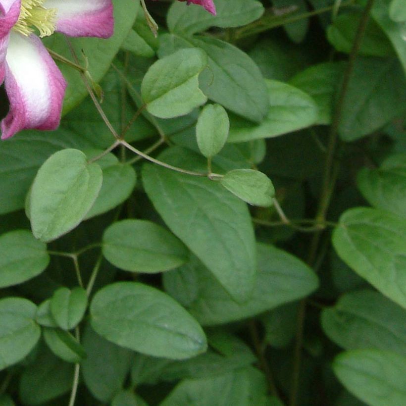 Clematis texensis Odoriba - Clematide (Fogliame)