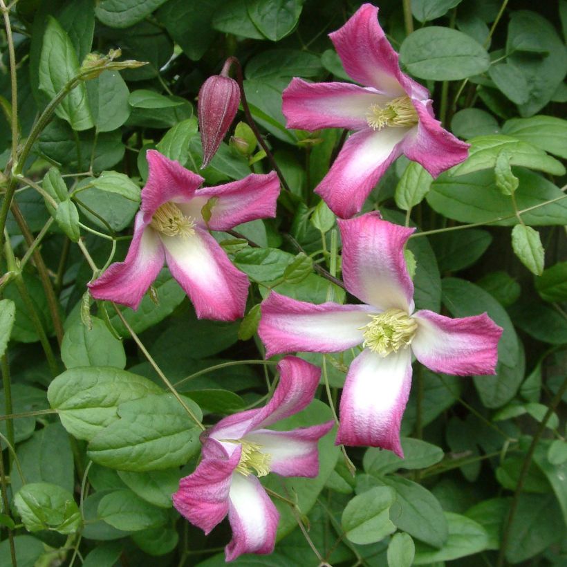 Clematis texensis Odoriba - Clematide (Fioritura)