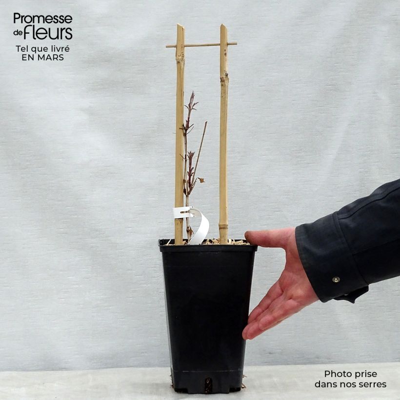 Clematis viticella Dark Eyes - Clematide Vaso da 1,5L/2L esemplare consegnato in primavera