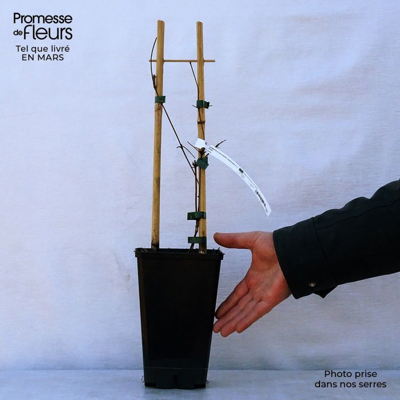 Example of Clematis viticella John Howells - Clematide Vaso da 1,5L/2L as you get in printemps