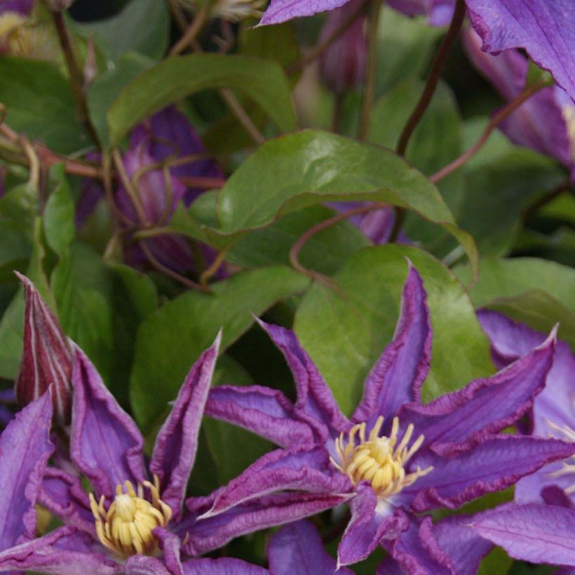 Clematis Palette - Clematide (Fogliame)