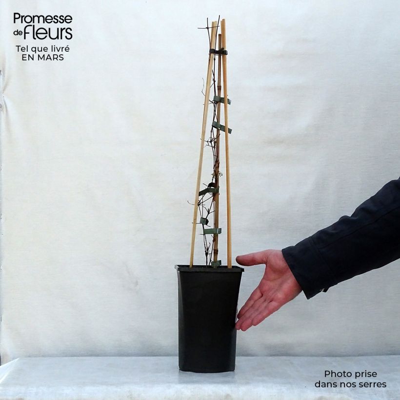 Example of Clematis viticella Polish Spirit - Clematide Vaso da 1,5L/2L as you get in printemps