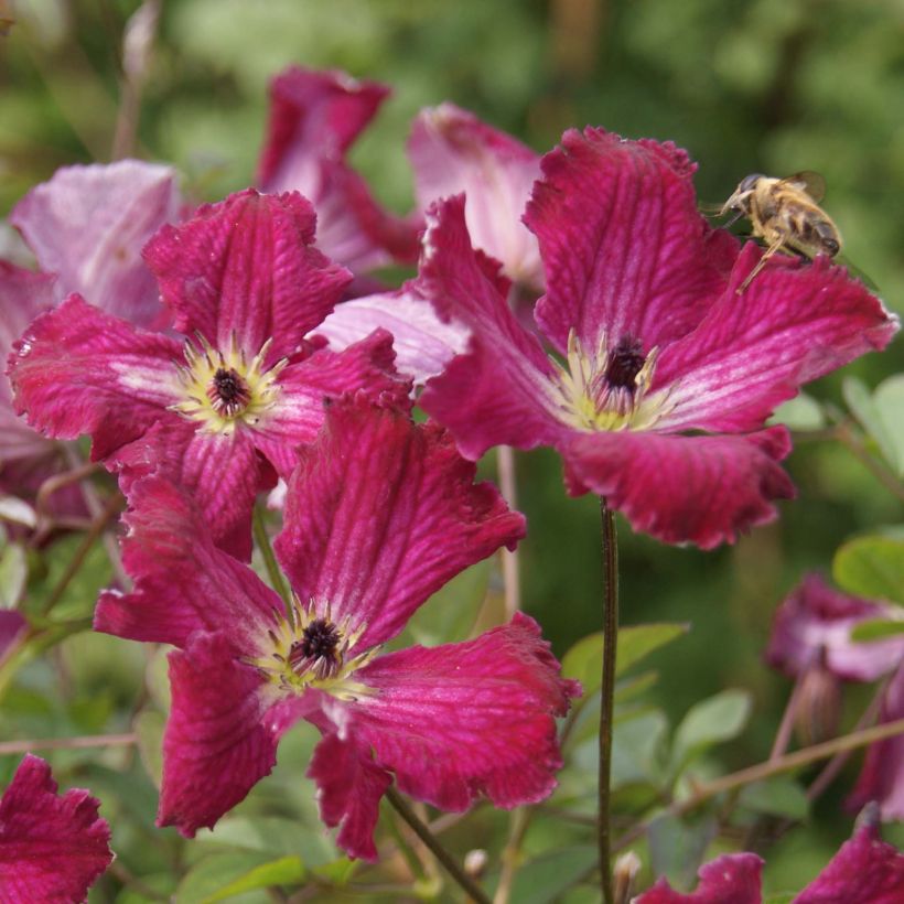 Clematis viticella Rubra - Clematide (Fioritura)