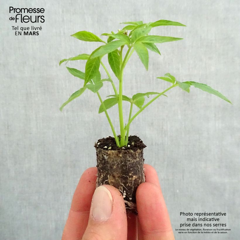 Cleome Senorita Blanca mini zolla... esemplare consegnato in primavera