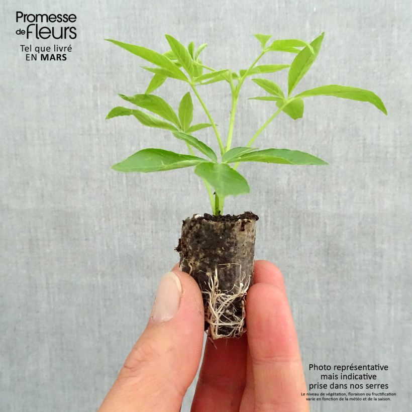 Example of Cleome Senorita Carolina mini zolla... as you get in printemps