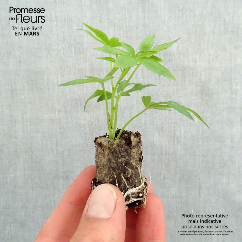 Cleome Senorita Rosalita mini zolla... esemplare consegnato in primavera