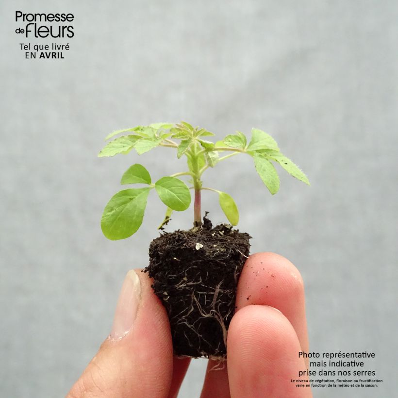 Cleome Sparkler 2.0 White Mini zolla Ø 1,5/2,5 cm esemplare consegnato in primavera