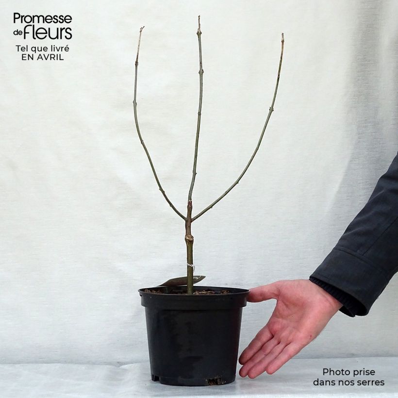 Example of Clerodendrum bungei - Clerodendro Vaso da 2L/3L as you get in printemps