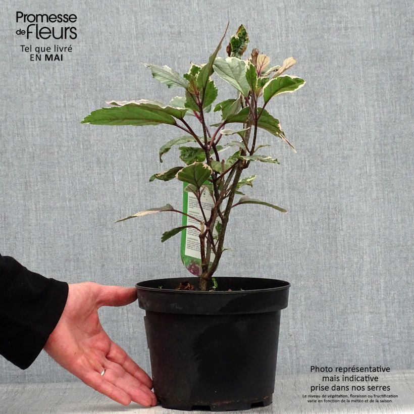 Clerodendro Pink Diamond - Clerodendrum bungei Vaso da 3L/4L esemplare consegnato in primavera