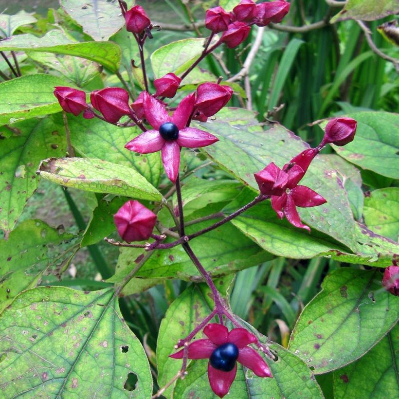 Clerodendro Fargesii - Clerodendrum trichotomum (Raccolta)
