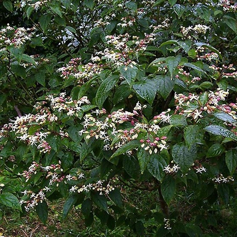 Clerodendro Fargesii - Clerodendrum trichotomum (Porto)