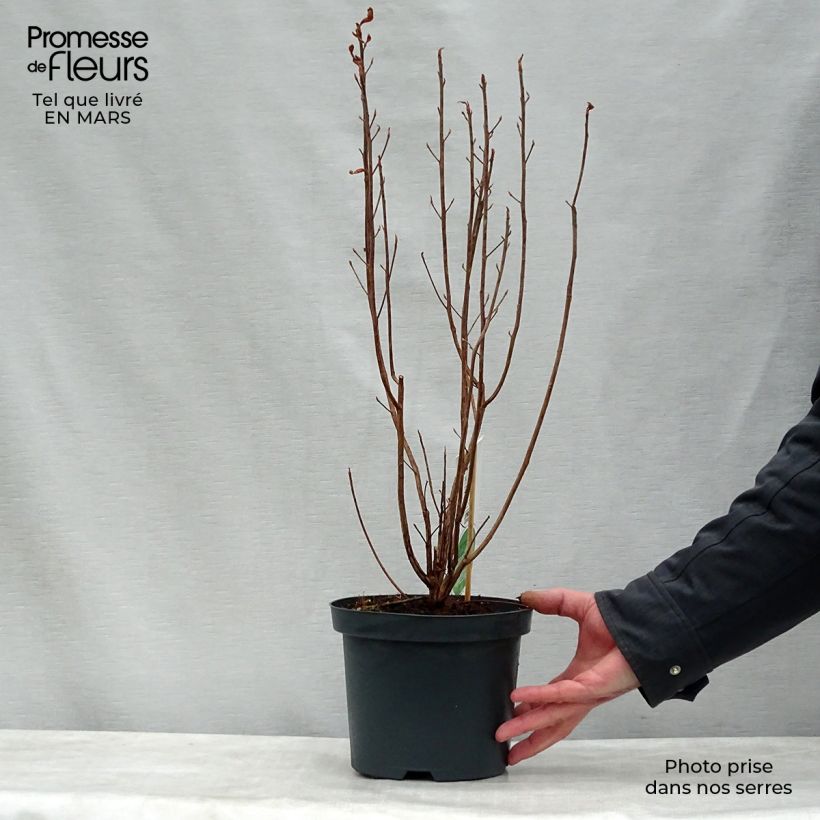 Example of Clethra alnifolia Vaso da 3L/4L as you get in printemps