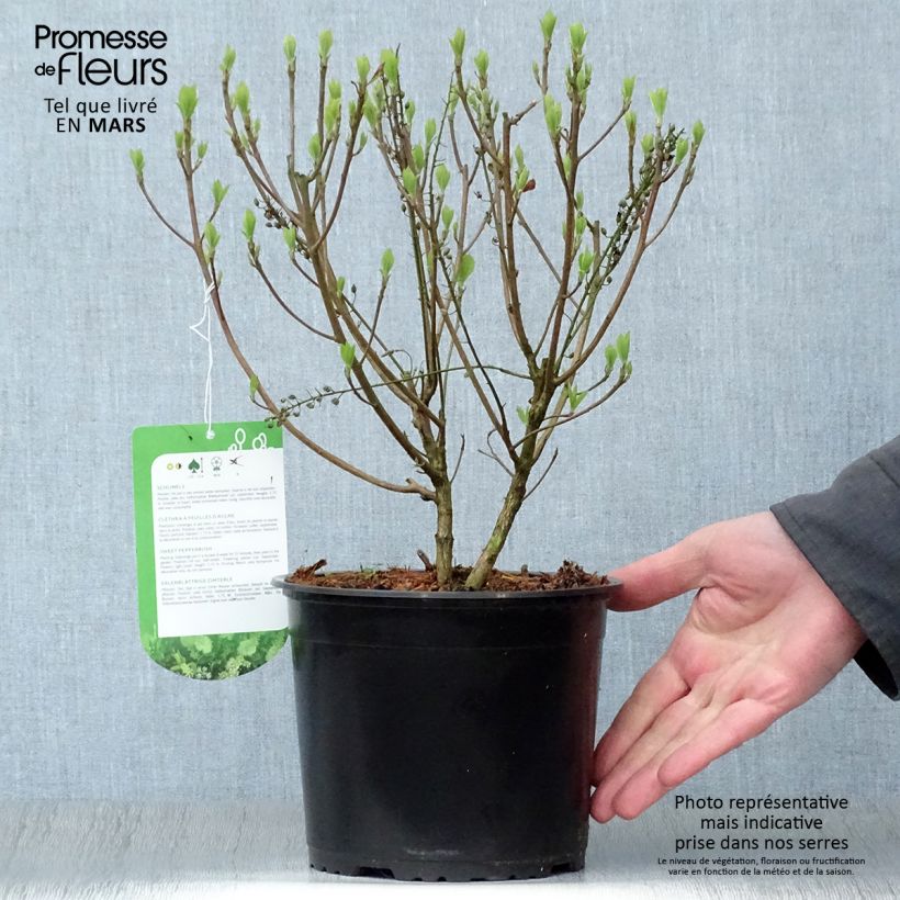 Example of Clethra alnifolia Hummingbird Vaso da 3L/4L as you get in printemps