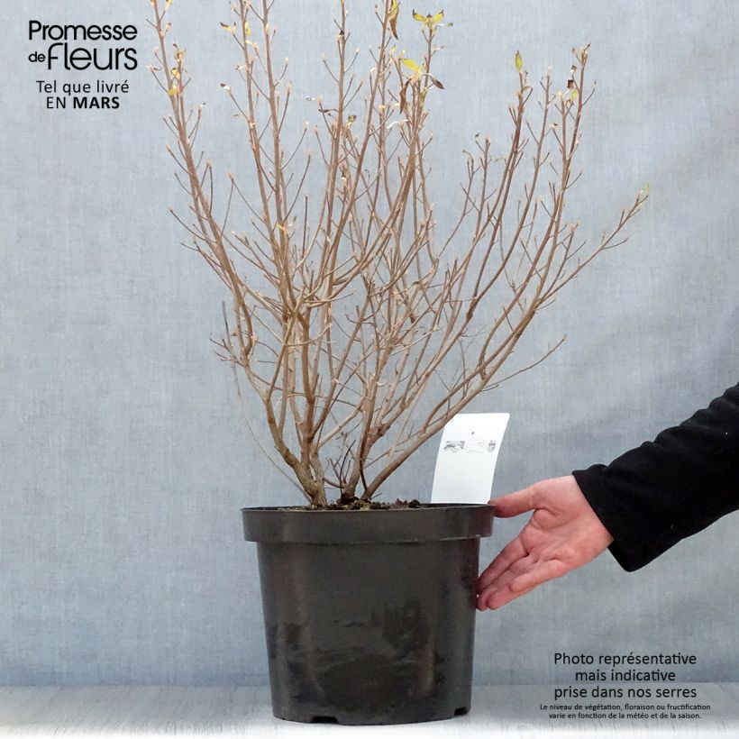 Example of Clethra alnifolia Hummingbird Vaso da 7,5L/10L as you get in printemps