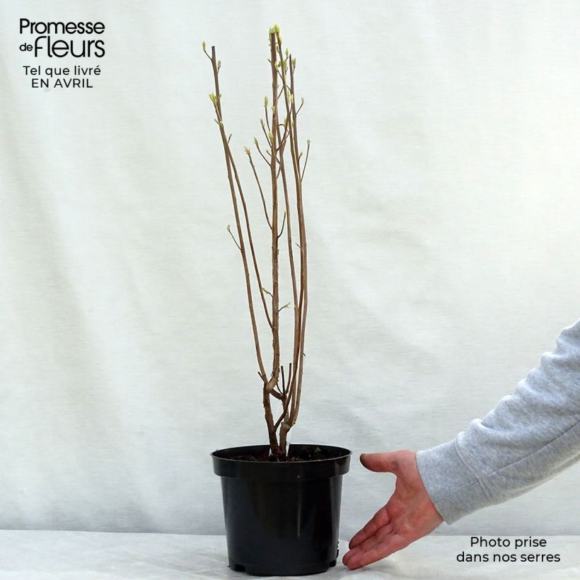 Example of Clethra alnifolia Ruby Spice Vaso da 3L/4L as you get in printemps