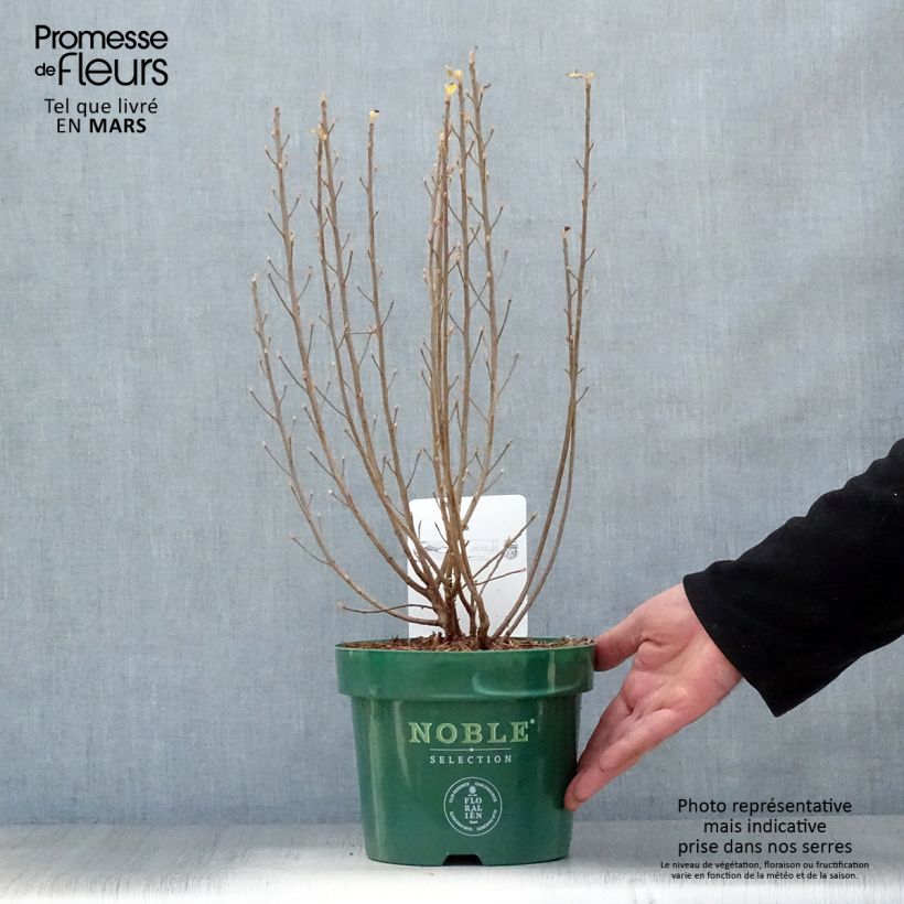 Example of Clethra alnifolia Sixteen Candles Vaso da 2L/3L as you get in printemps