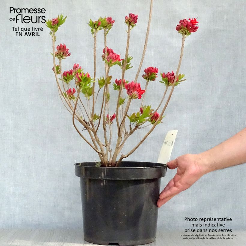 Example of Clethra alnifolia Sixteen Candles Vaso da 7,5L/10L as you get in printemps