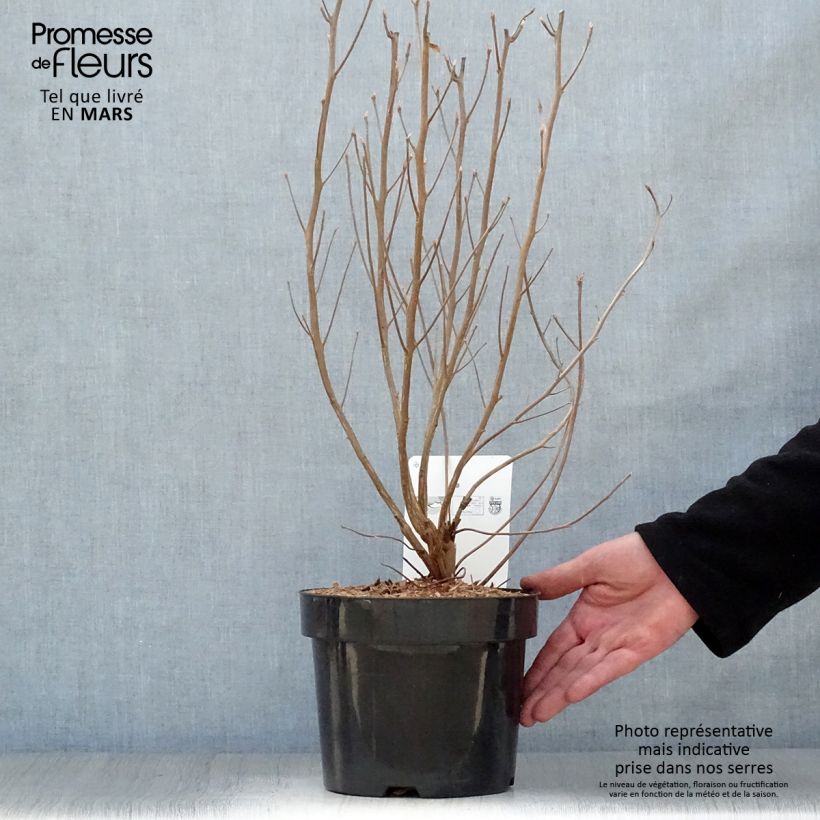 Example of Clethra alnifolia Vanilla Spice Vaso da 2L/3L as you get in printemps