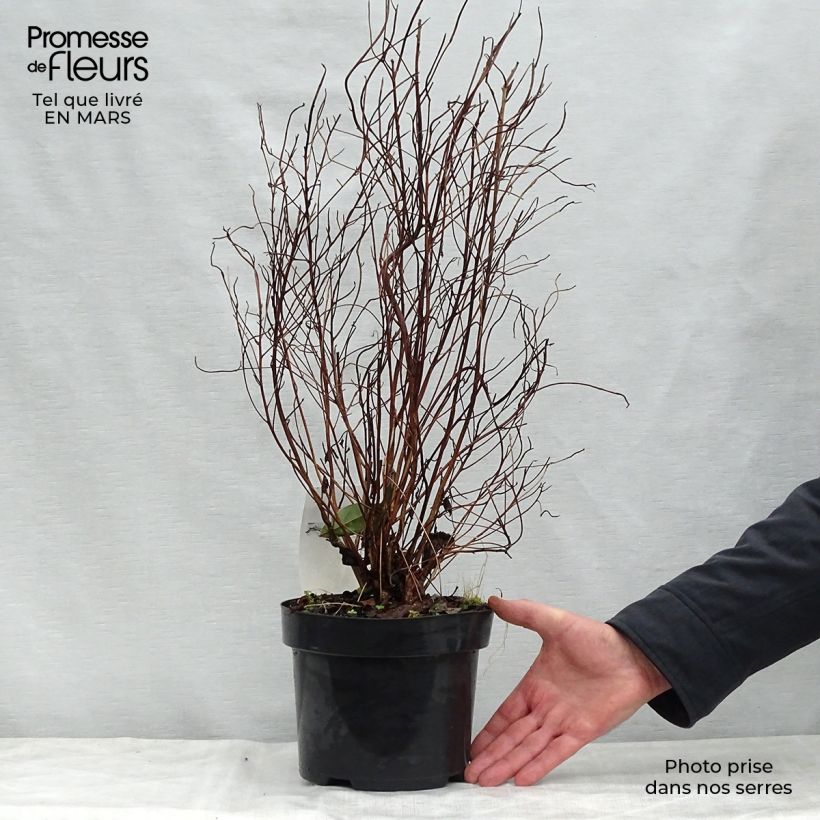 Example of Clethra barbinervis Vaso da 3L/4L as you get in printemps