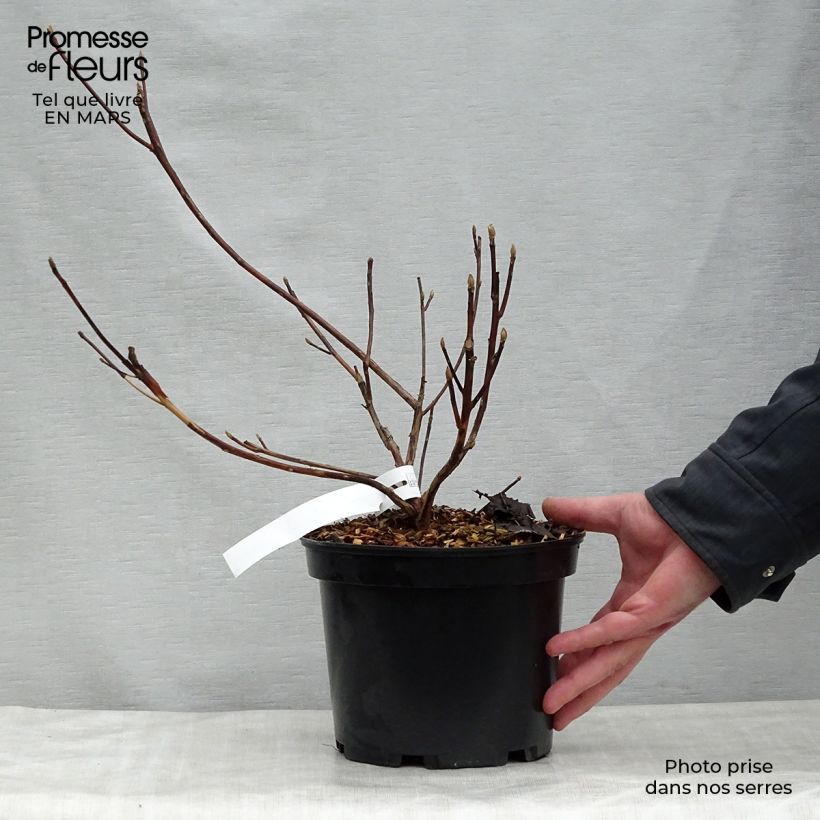 Example of Clethra barbinervis Great Star Minbarb Vaso da 4L/5L as you get in printemps