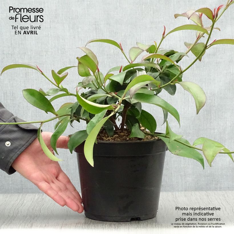 Cleyera japonica Vaso da 4L/5L esemplare consegnato in primavera