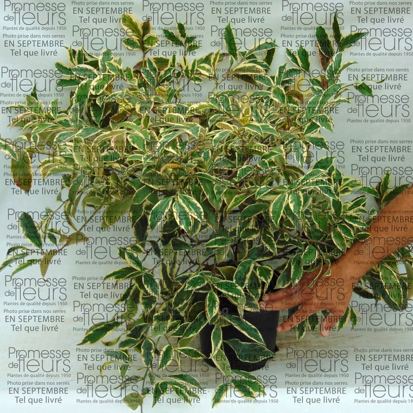 Esempio di esemplare Cleyera japonica Variegata Vaso da 4L/5L come consegnato