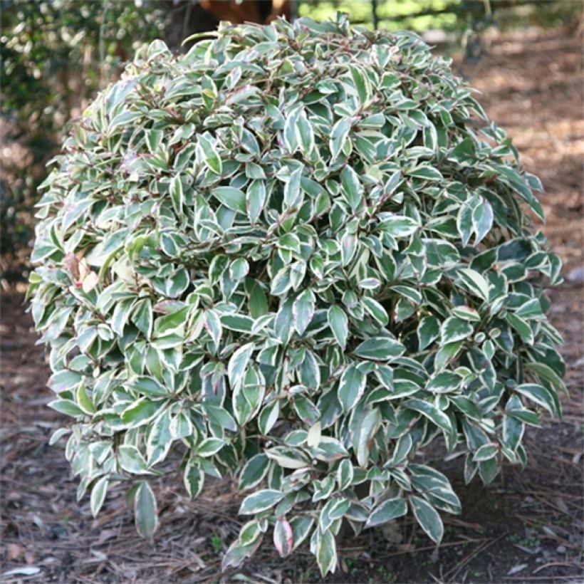 Cleyera japonica Variegata (Fogliame)