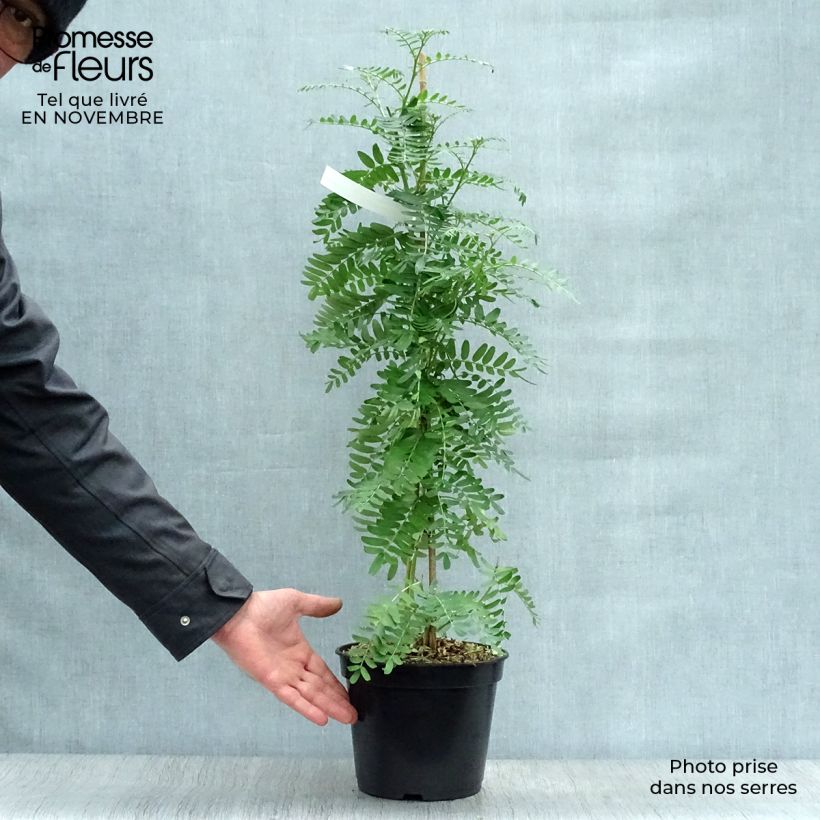 Esemplare di Clianthus puniceus Flamingo - Becco di Pappagallo Vaso da 3L/4L come consegnato in autunno