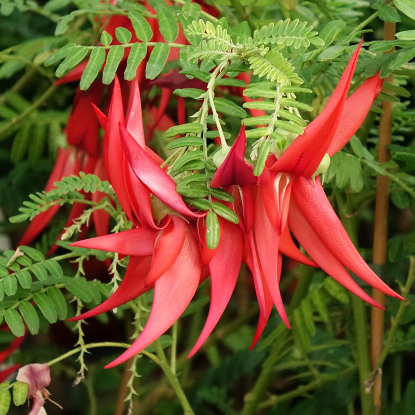 Clianthus puniceus Kaka King - Becco di Pappagallo (Flowering)