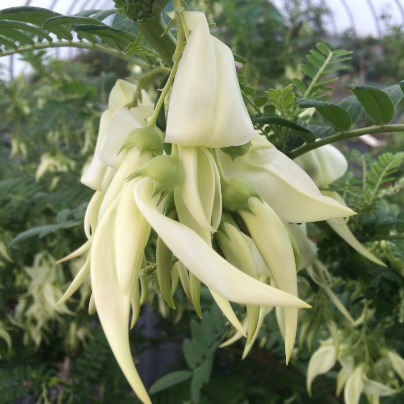 Clianthus puniceus White Heron - Becco di Pappagallo (Flowering)