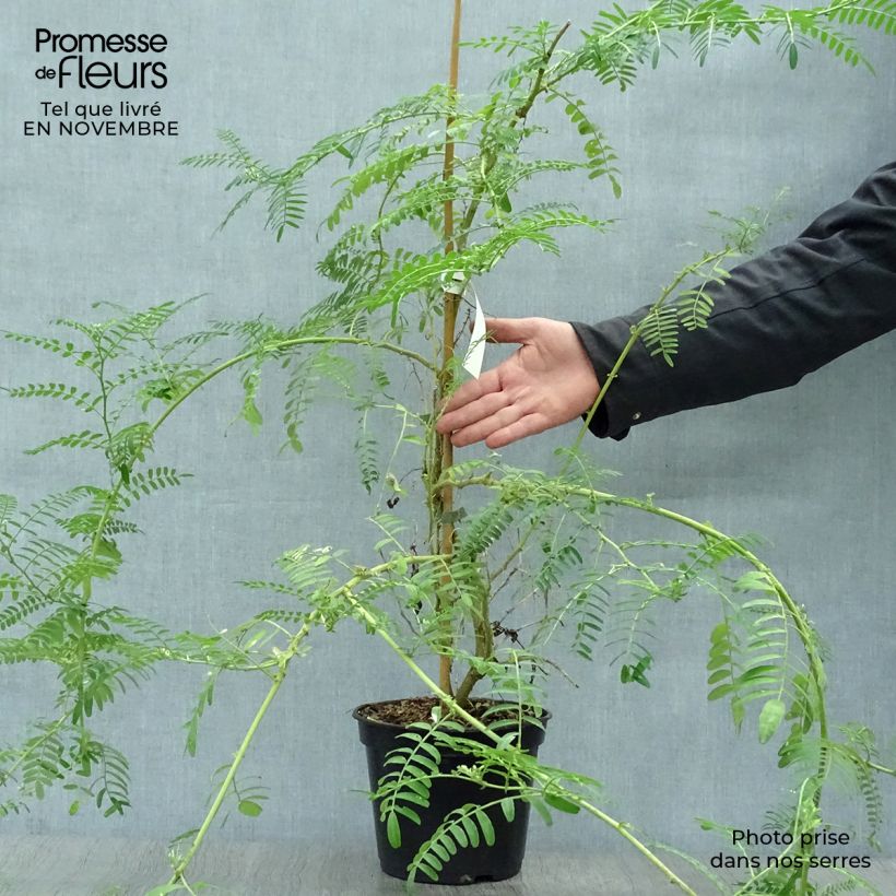 Esemplare di Clianthus puniceus White Heron - Becco di Pappagallo Vaso da 3L/4L come consegnato in autunno